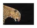 Prowl — full artwork, gouache leopard in profile